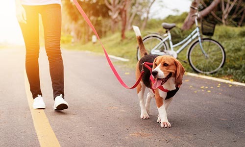 Dog-Control-in-public-places-ico